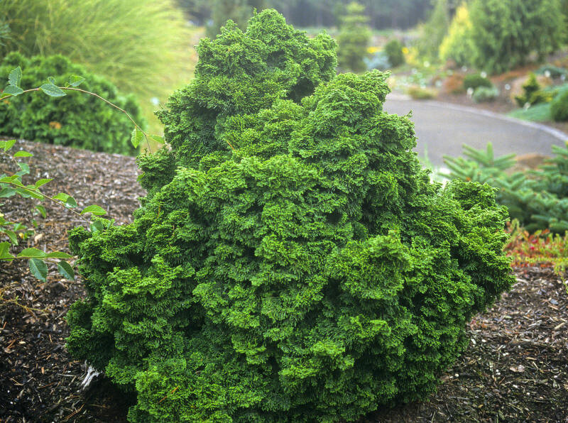 Chamaecyparis obtusa 'Leprechaun' (Hinoki Cypress)