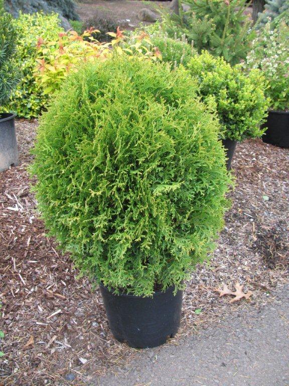 Thuja occidentalis 'Little Giant'