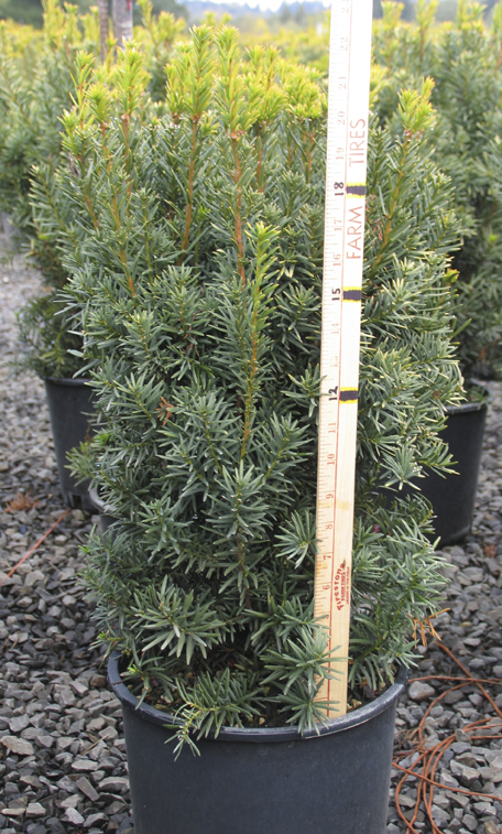 Taxus x media 'Hicksii'