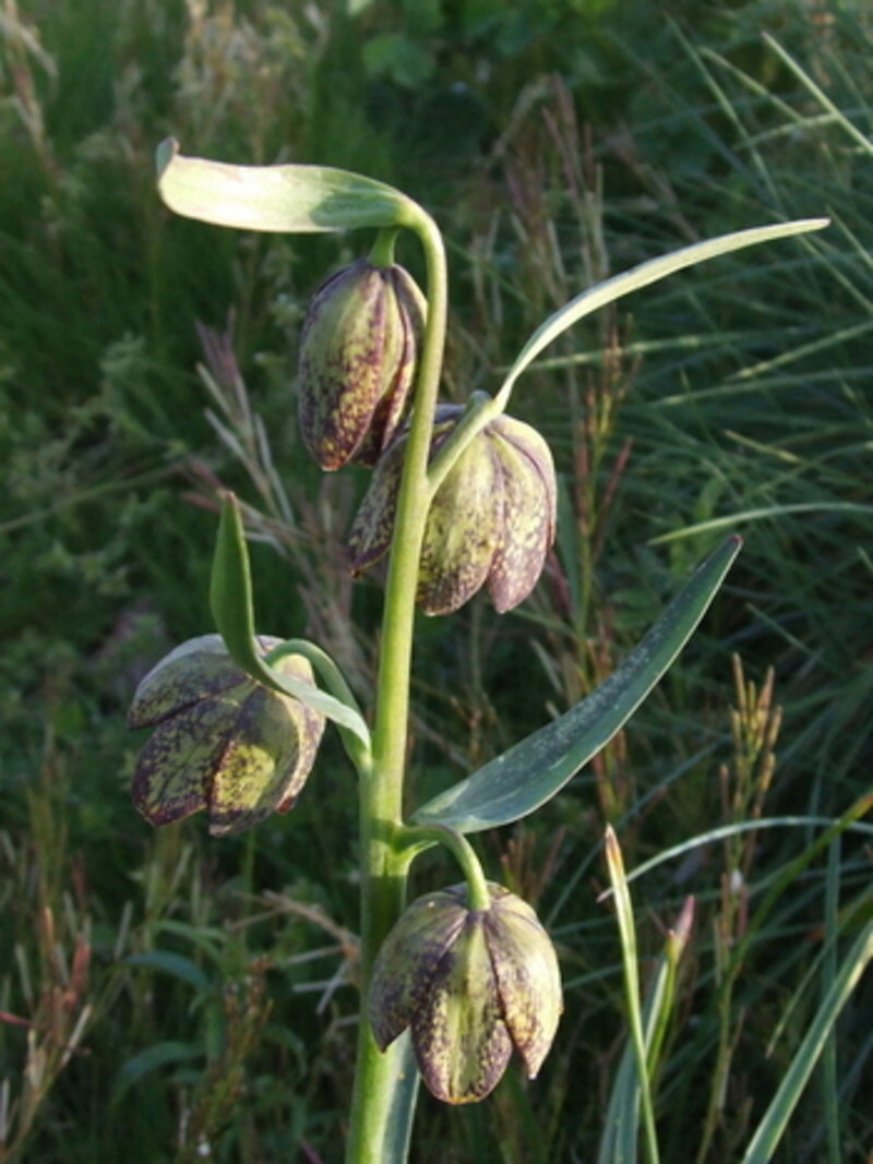 Fritillaria lanceolata (Chocolate Lily)