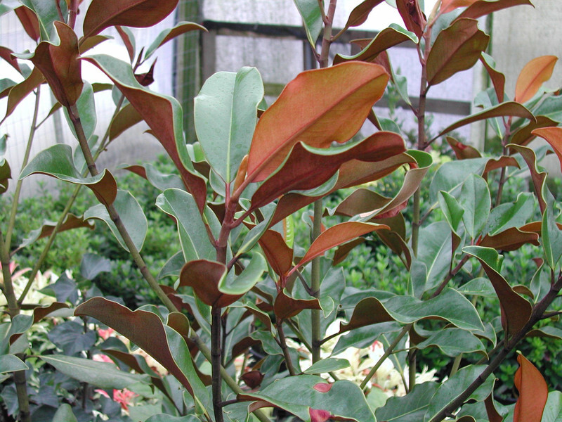 Magnolia grandiflora 'Bracken's Brown Beauty' (Evergreen Magnolia or Southern Magnolia)