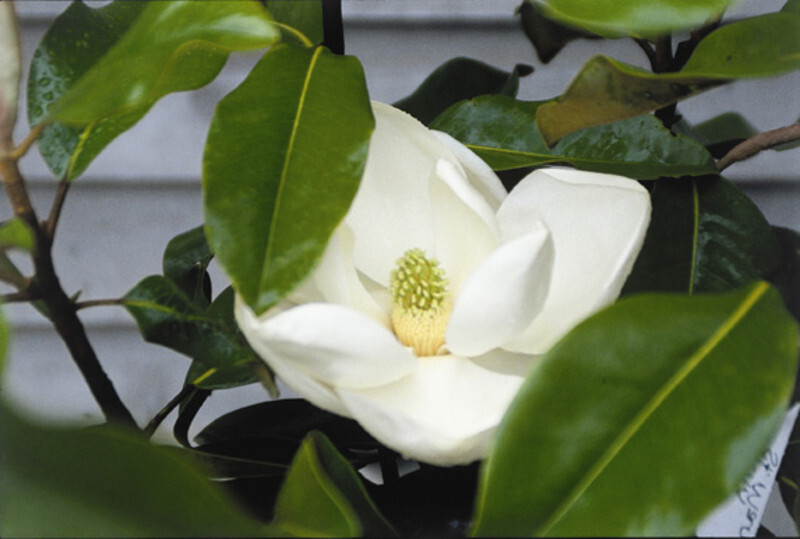 Magnolia grandiflora 'D.D. Blanchard' (Evergreen Magnolia or Southern Magnolia)