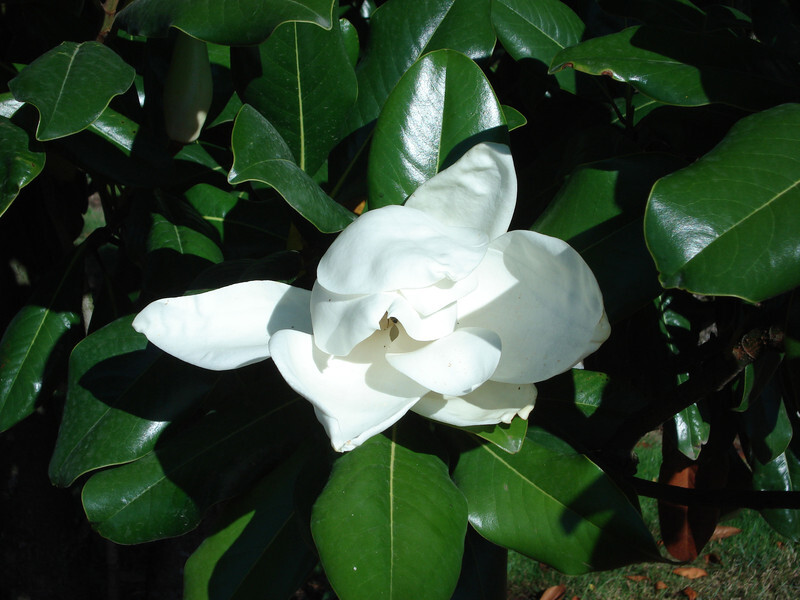 Magnolia grandiflora 'Edith Bogue' (Evergreen Magnolia or Southern Magnolia)