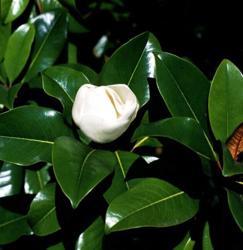 Magnolia grandiflora 'Victoria' (Evergreen Magnolia or Southern Magnolia)