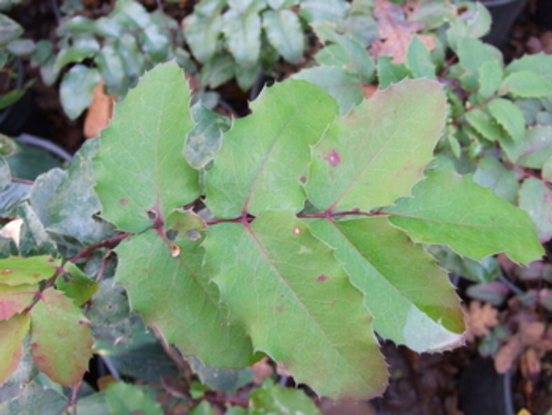 Mahonia repens (Creeping Mahonia)