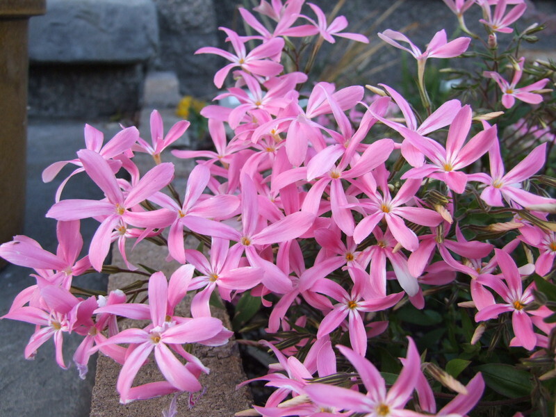 Phlox subulata (Moss Pink or Mountain Phlox)