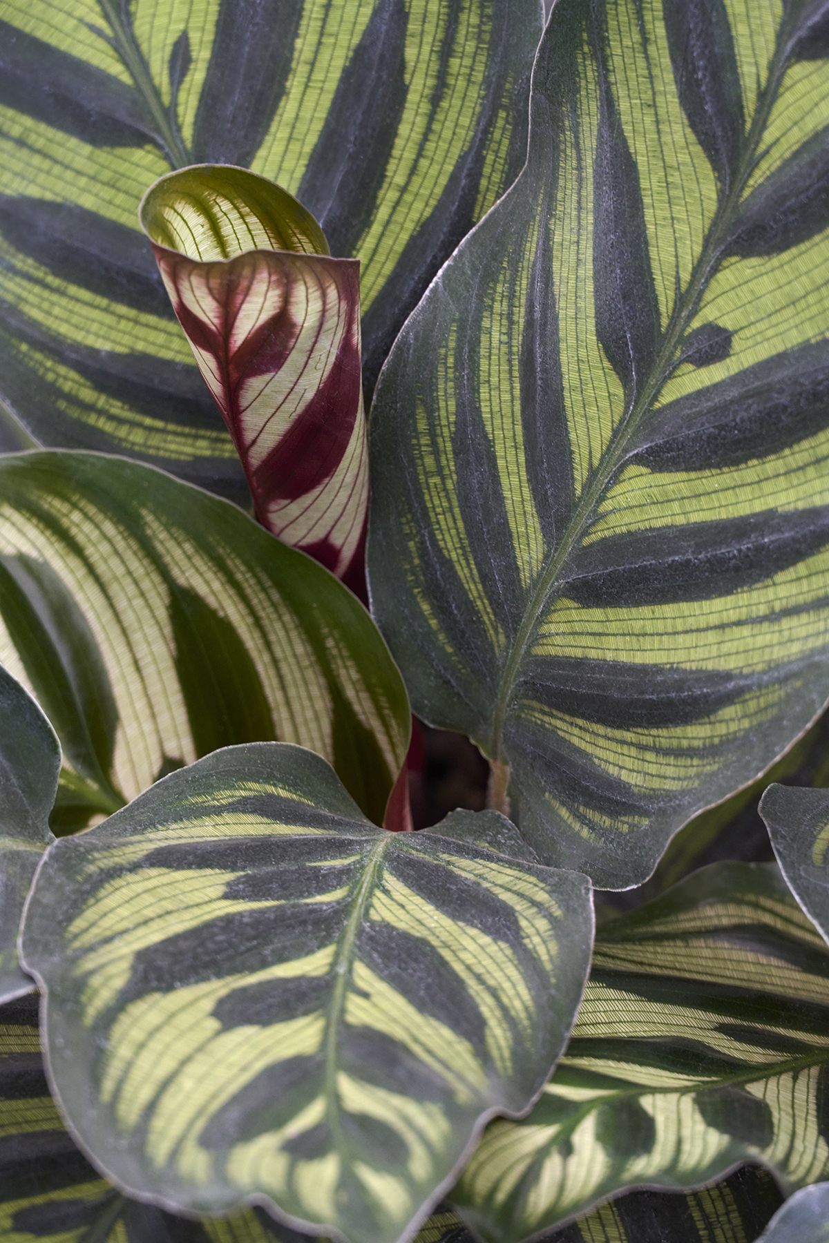 Peacock Plant, Calathea Peacock, Cathedral Windows