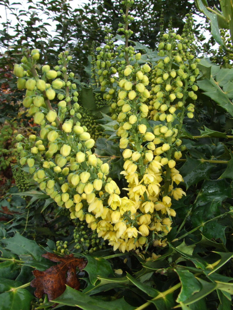 Mahonia x media 'Charity' (Mahonia)