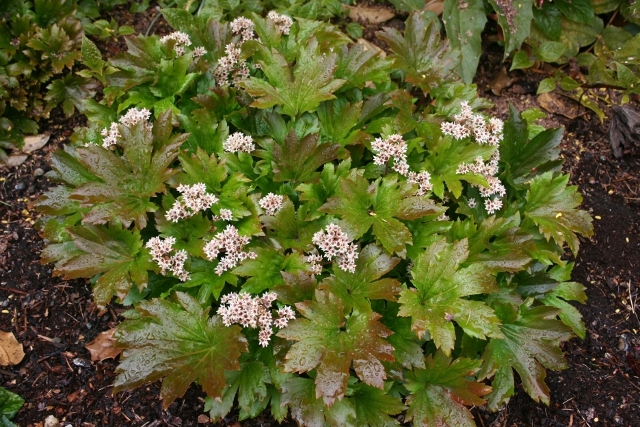 Mukdenia rossii 'Crimson Fans'