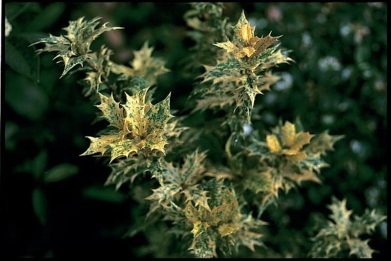 Osmanthus heterophyllus 'Goshiki' (Holly-leaf Osmanthus)