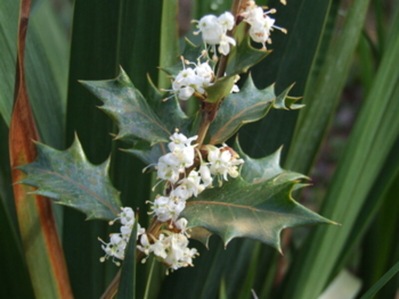 Osmanthus heterophyllus 'Purpureus' (Holly-leaf Osmanthus)