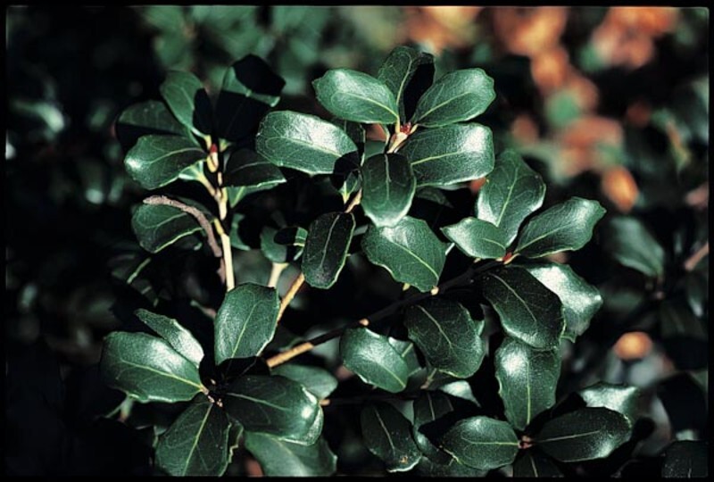 Osmanthus heterophyllus 'Rotundifolius' (Round Leaf False Holly)