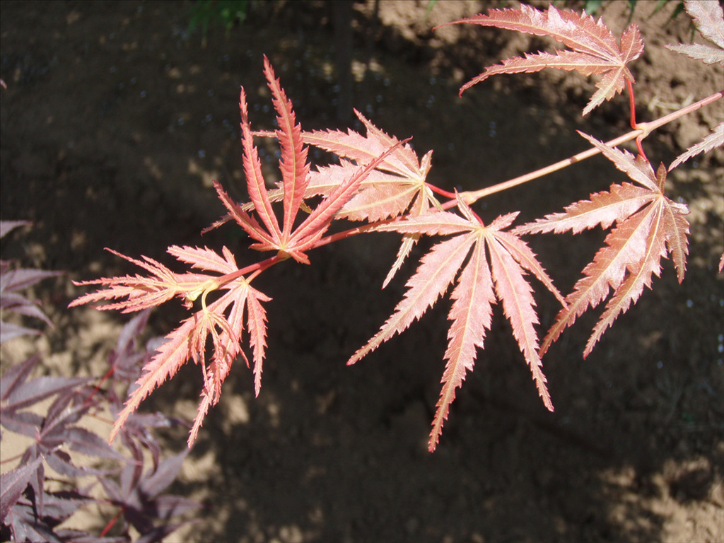 Acer palmatum var. dissectum 'Orange Flame'