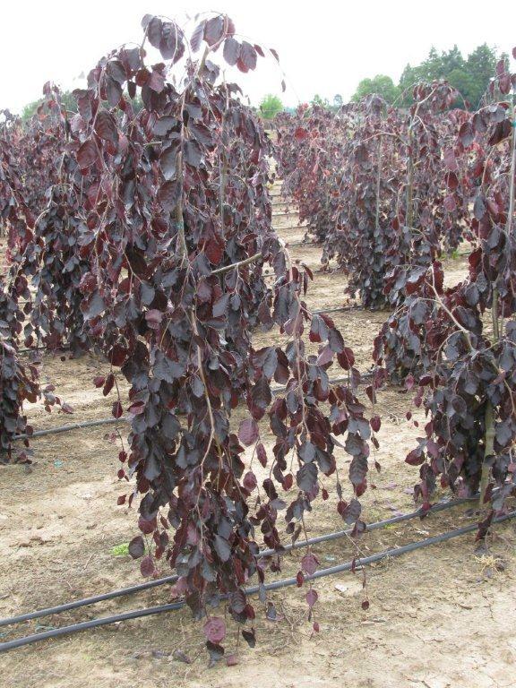 Fagus sylvatica 'Purple Fountain'