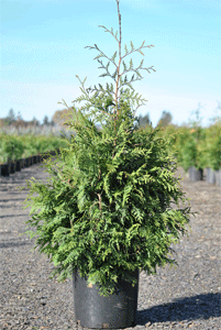 Thuja plicata 'Green Giant' |  A & R Spada Farms LLC