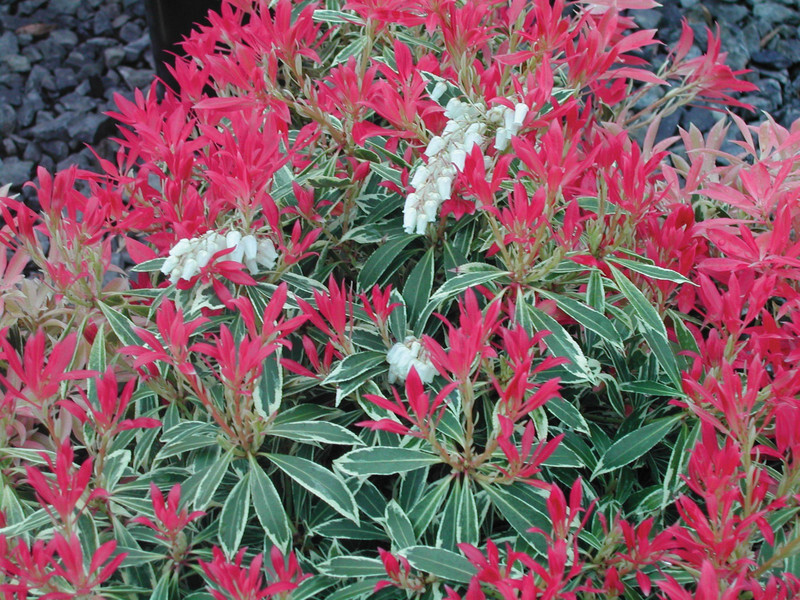 Pieris japonica 'Flaming Silver' (Japanese Pieris or Lily-of-the-Valley Shrub)