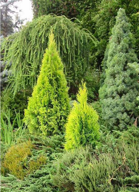 Thuja occidentalis 'Janed Gold' PP21967