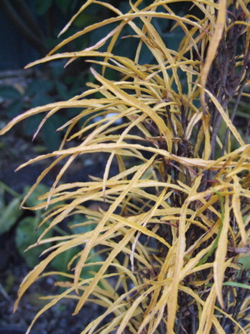Rhamnus frangula 'Asplenifolia' (Feathery Glossy Buckthorn)