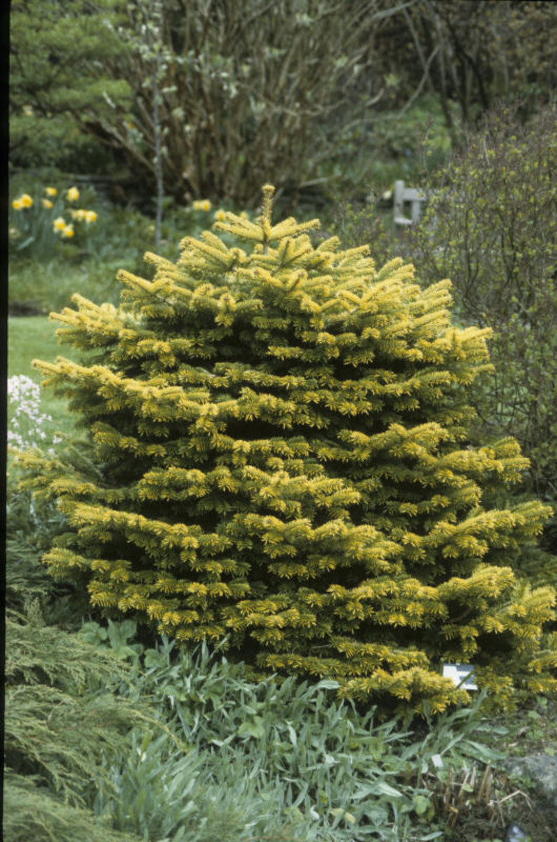 Abies nordmanniana 'Golden Spreader' (Nordmann Fir)