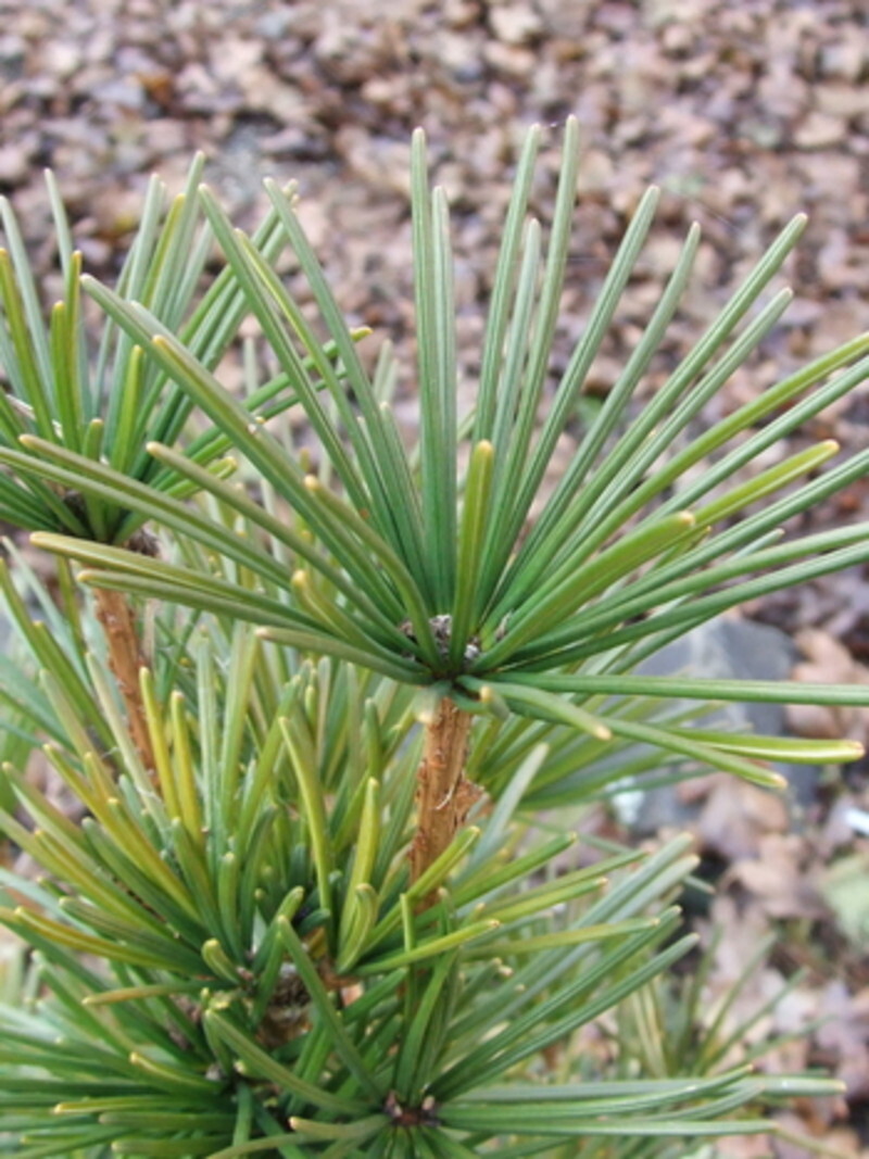 Sciadopitys verticillata (Umbrella Pine)