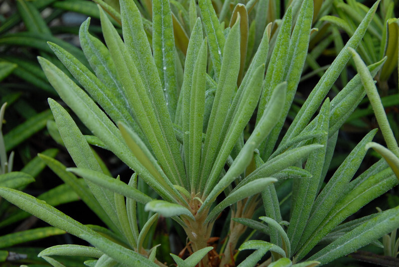 Rhododendron makinoi (Makino Rhododendron)