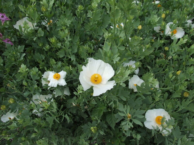 Romneya coulteri (Matilija Poppy)