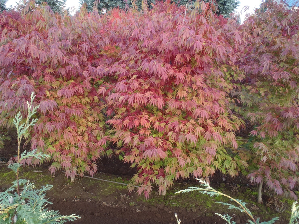 Acer palmatum var. dissectum 'Orange Flame'