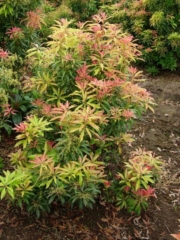 Pieris japonica 'Forest Flame'