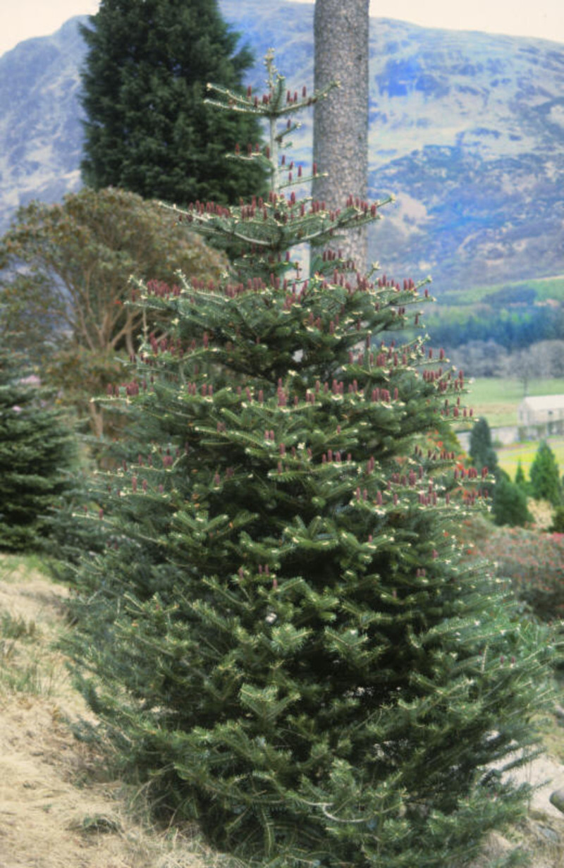 Abies koreana (Korean Fir)