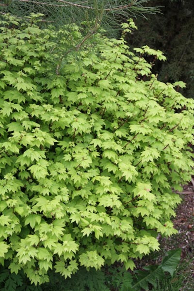 Acer circinatum (Vine Maple)