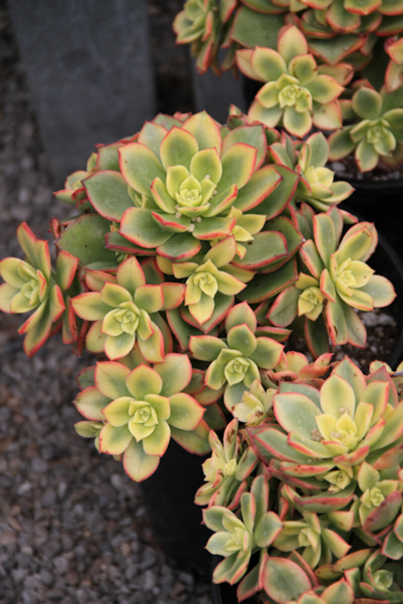 Acer circinatum (Vine Maple)