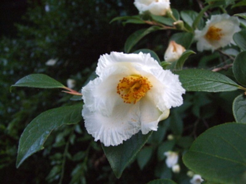 Stewartia pseudocamellia (Japanese Stewartia)