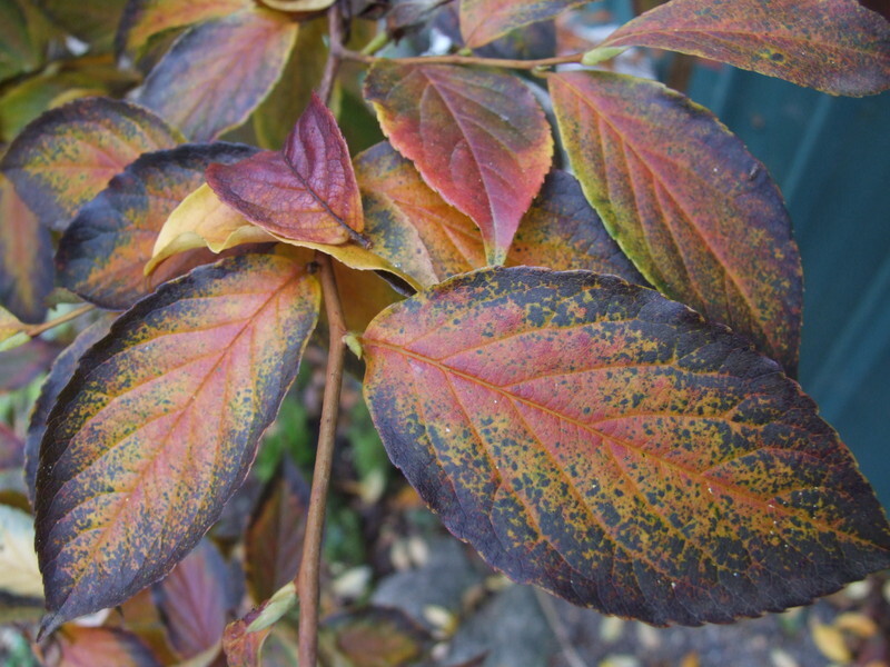 Stewartia sinensis (Chinese Sterwartia)