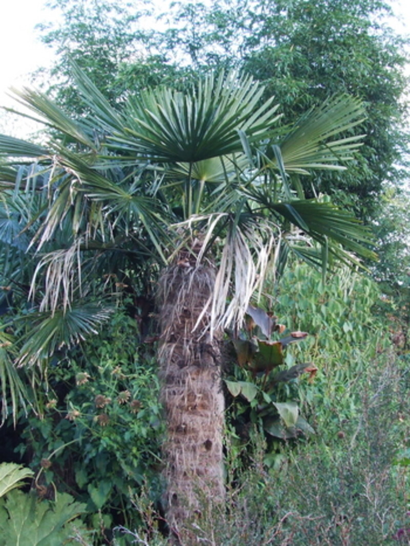 Trachycarpus fortunei (Windmill Palm)
