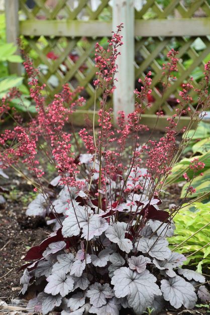 Dolce® 'Silver Gumdrop' Coral Bells