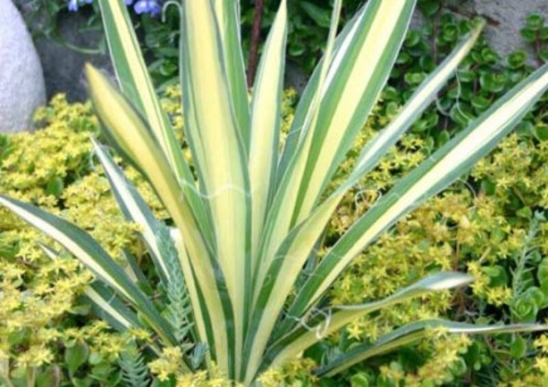 Yucca filamentosa 'Color Guard' (Color Gaurd Adam's-Needle Yucca)