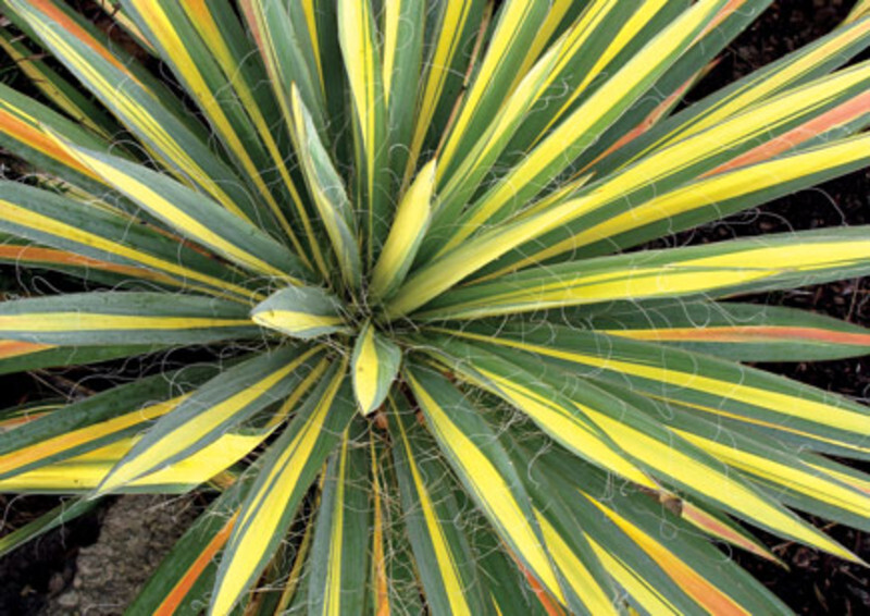 Yucca filamentosa 'Color Guard' (Color Gaurd Adam's-Needle Yucca)