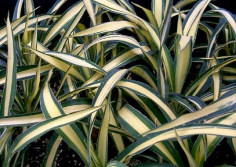 Yucca filamentosa 'Color Guard' (Color Gaurd Adam's-Needle Yucca)