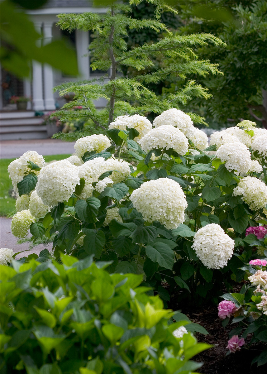 Hydrangea arborescens 'Abetwo' PP20571