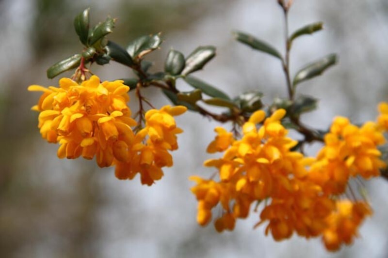 Berberis darwinii (Darwin Barberry)