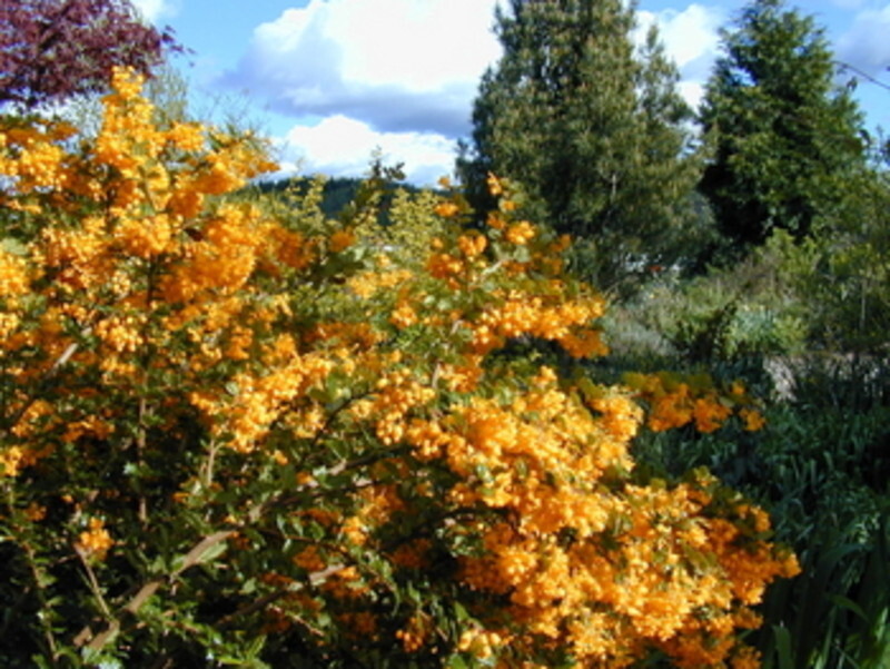 Berberis darwinii (Darwin Barberry)
