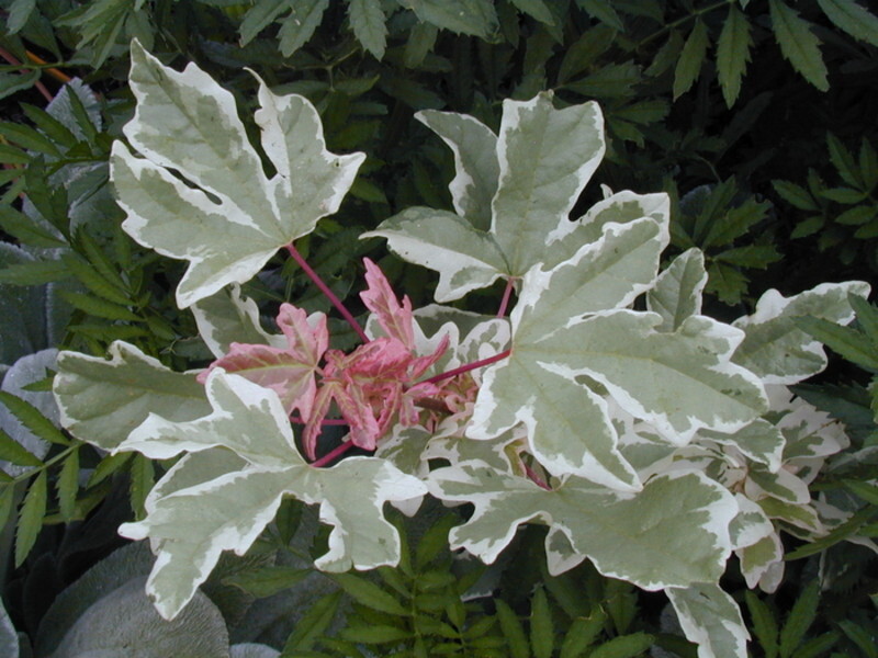 Acer campestre 'Carnival' (Carnival Hedge Maple)