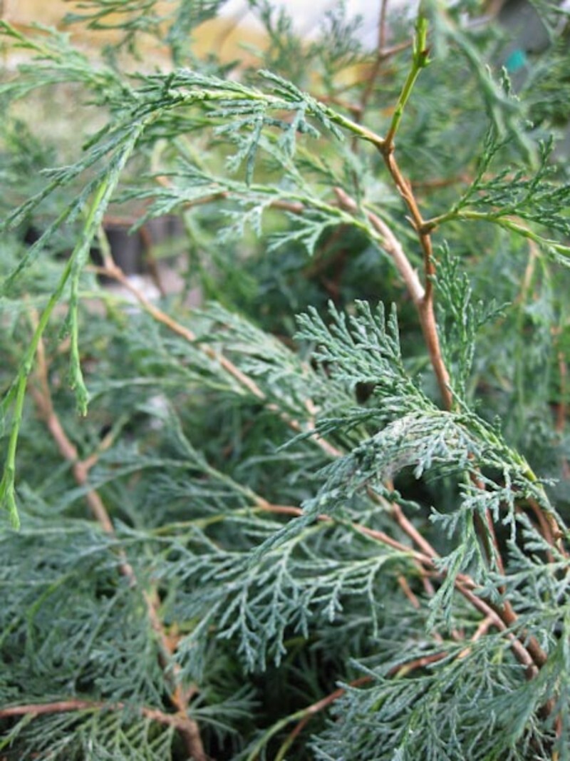 Chamaecyparis thyoides 'Glauca Pendula' (White Cedar)