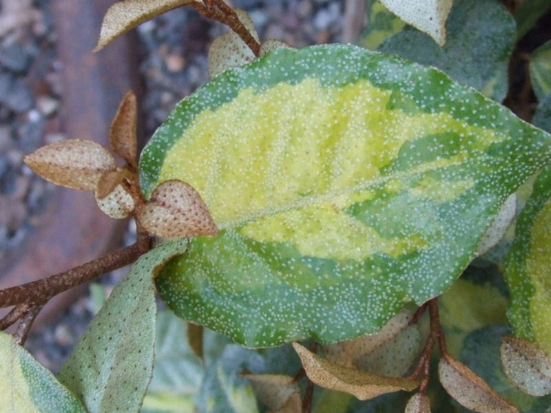Elaeagnus pungens 'Clemson Variegated' (Clemson Variegated Golden Elaeagnus)