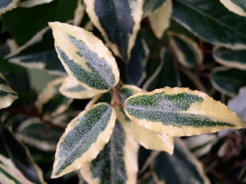 Elaeagnus pungens 'Hosoba Fukurin' (Thorny Elaeagnus)
