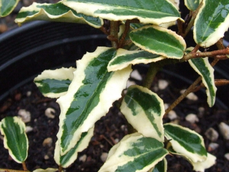 Elaeagnus pungens 'Hosoba Fukurin' (Thorny Elaeagnus)