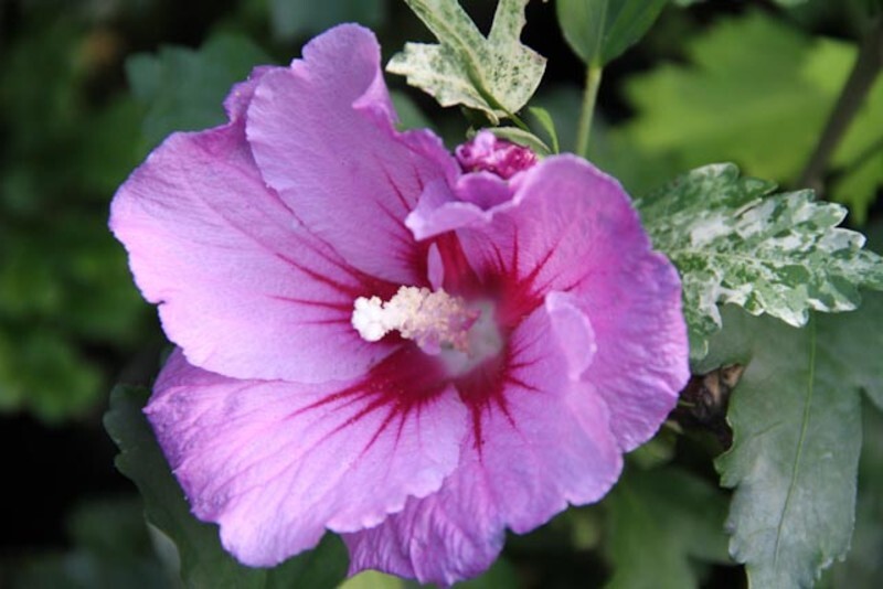 Hibiscus syriacus (Rose of Sharon or Shrub Althea)