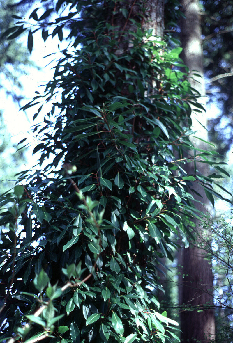 Hydrangea integrifolia