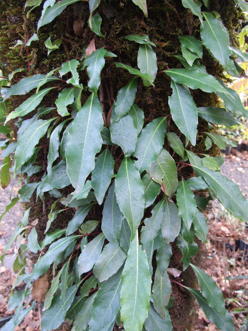 Hydrangea integrifolia