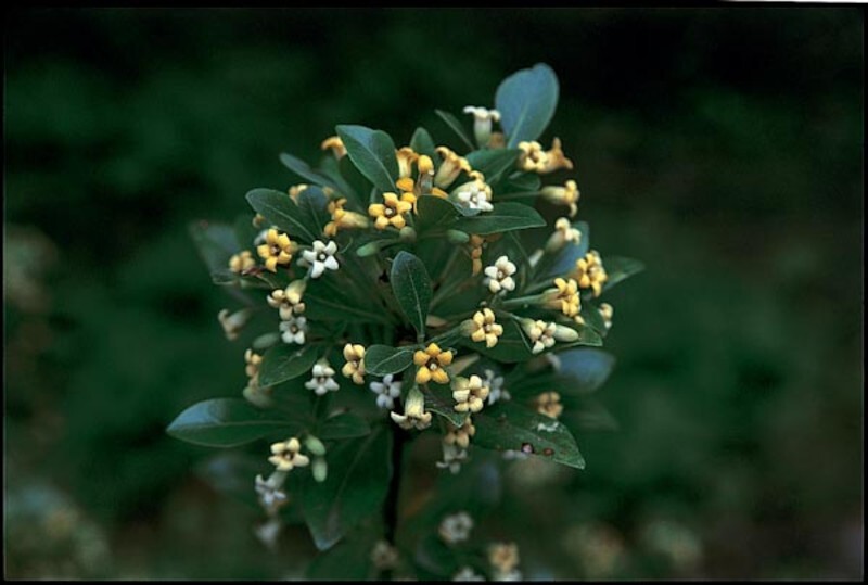 Pittosporum heterophyllum (Chinese Pittosporum)